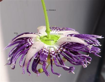  Flower with bracts and calyx removed